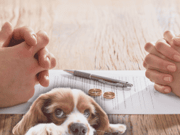 Cuando ocurre una separación, es esencial pensar en los derechos de las mascotas, pues también forman parte de la familia. ESPECIAL / CANVA