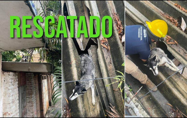 Elementos de Protección Civil y Bomberos de Puerto Vallarta lograron el rescate de un perro atorado en un techo vencido. ESPECIAL / FACEBOOK Protección Civil y Bomberos de Puerto Vallarta