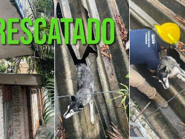 Elementos de Protección Civil y Bomberos de Puerto Vallarta lograron el rescate de un perro atorado en un techo vencido. ESPECIAL / FACEBOOK Protección Civil y Bomberos de Puerto Vallarta