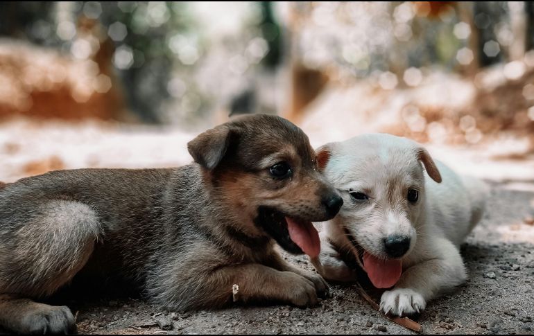 Es tu oportunidad para llevarte a casa un perrito y darle la oportunidad de tener un hogar responsable. Unsplash