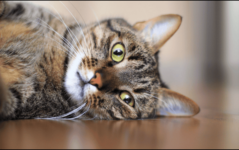 La principal forma de transmisión es a través de mordeduras profundas, por lo que los gatos callejeros o aquellos que pelean con frecuencia tienen un mayor riesgo.  CANVA