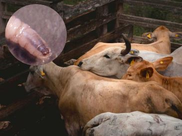 Durante la fase larvaria del GBG, los gusanos, que tienen ganchos bucales y espinas en el cuerpo con forma de tornillo o barreno. SUN / ESPECIAL