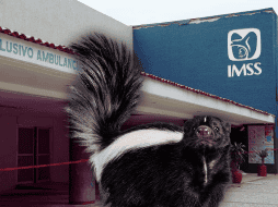 Cabe recordar que la paciente fue contagiada el 22 de junio tras la mordedura de un zorrillo en su domicilio en dicho municipio. SUN / ARCHIVO