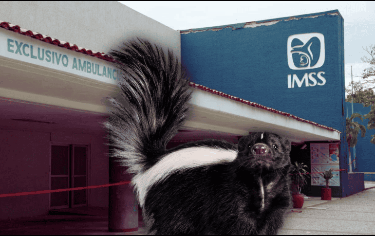 Cabe recordar que la paciente fue contagiada el 22 de junio tras la mordedura de un zorrillo en su domicilio en dicho municipio. SUN / ARCHIVO