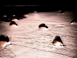 En las costas de Oaxaca, la temporada de anidación de tortugas marinas golfinas (Lepidochelys olivacea) concluyó con éxito luego de que 312 mil 371 ejemplares lograron depositar sus huevos en las costas de playa La Escobilla y playa Morro Ayutla. X / @PROFEPA_Mx