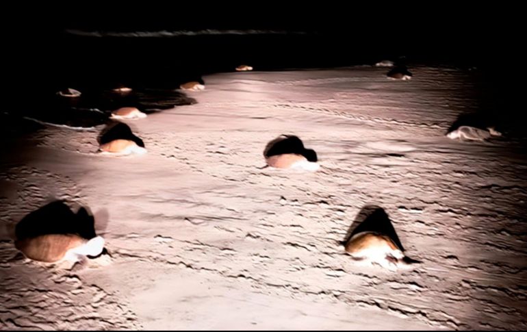 En las costas de Oaxaca, la temporada de anidación de tortugas marinas golfinas (Lepidochelys olivacea) concluyó con éxito luego de que 312 mil 371 ejemplares lograron depositar sus huevos en las costas de playa La Escobilla y playa Morro Ayutla. X / @PROFEPA_Mx