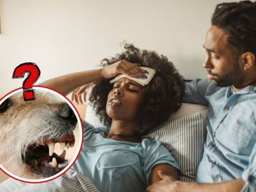 Los síntomas de la rabia pueden tardar desde una semana hasta varios meses en aparecer. Comienzan con malestares similares a la gripe y evolucionan hacia trastornos neurológicos graves.  CANVA