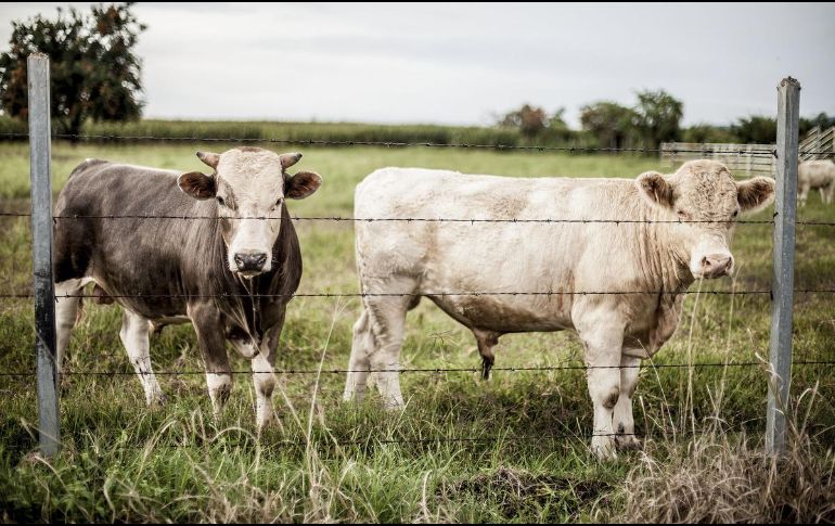 El cierre de la frontera estadounidense fue motivado por la presencia del gusano barrenador, una plaga parasitaria, en México. EL INFORMADOR/ARCHIVO