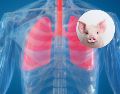 Estudios previos demostraron la viabilidad de trasplantar riñones, corazones e hígados de cerdos modificados a seres humanos, pero los pulmones presenta retos distintos debido a su complejidad anatómica y fisiológica. ESPECIAL / CANVA