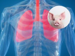 Estudios previos demostraron la viabilidad de trasplantar riñones, corazones e hígados de cerdos modificados a seres humanos, pero los pulmones presenta retos distintos debido a su complejidad anatómica y fisiológica. ESPECIAL / CANVA