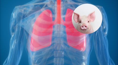 Estudios previos demostraron la viabilidad de trasplantar riñones, corazones e hígados de cerdos modificados a seres humanos, pero los pulmones presenta retos distintos debido a su complejidad anatómica y fisiológica. ESPECIAL / CANVA