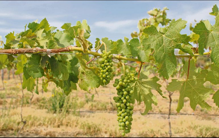 Paisaje de la Meseta del Cielo, donde se pueden disfrutar de vinos nayaritas. CORTESÍA