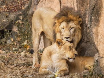 Según la organización Hora Cero, la representante de la Coalición de Activistas por los Derechos de los Animales del Estado de Veracruz (CADAV), Lourdes Jiménez Mora, señaló que el alcalde mostró disposición para entregar animales del zoológico a santuarios. CANVA