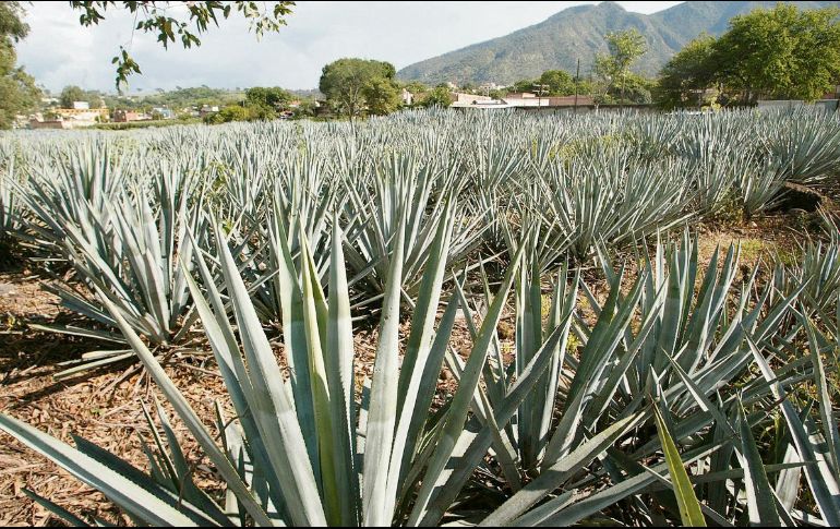 Las Rutas del Tequila y la Raicilla serán protagonistas de este significativo concurso. EL INFORMADOR/ A. Camacho