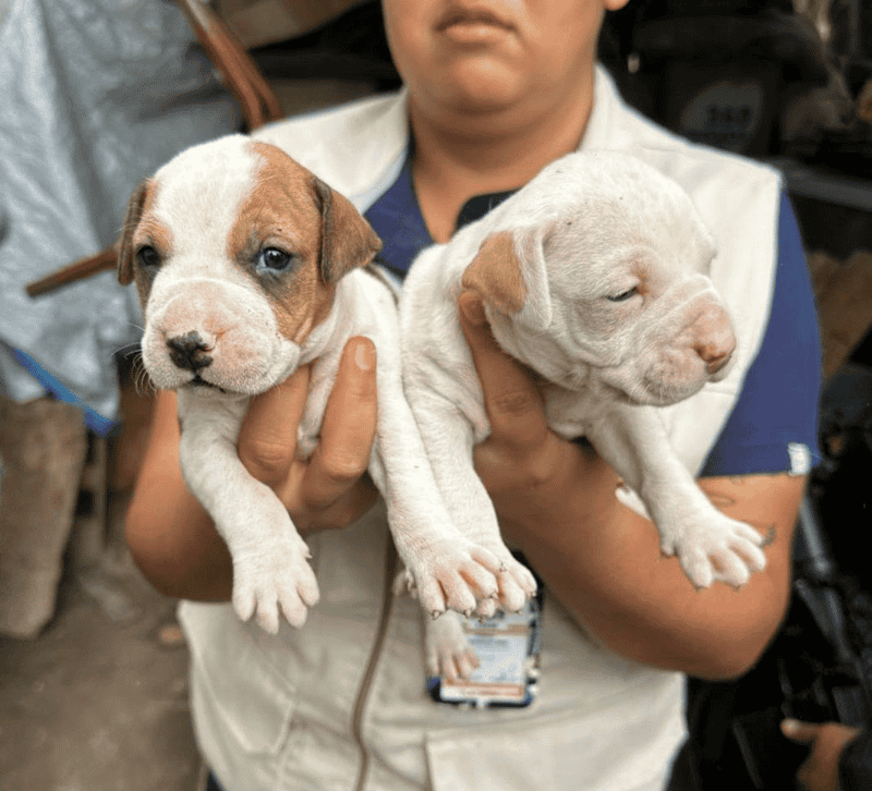 ESPECIAL / Fiscalía del Estado de Jalisco 