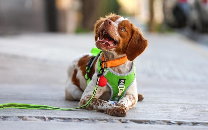 Con este sistema Manchas, un bretón español capaz de detectar unas gotas de agua a dos metros de profundidad, combate la pérdida de agua suficiente para abastecer a más de tres mil familias de la localidad. EFE / Aguas de Saltillo