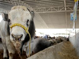 Además de las plagas, los ganaderos enfrentan problemas de financiamiento y falta de agua. EL IFORMADOR/Archivo