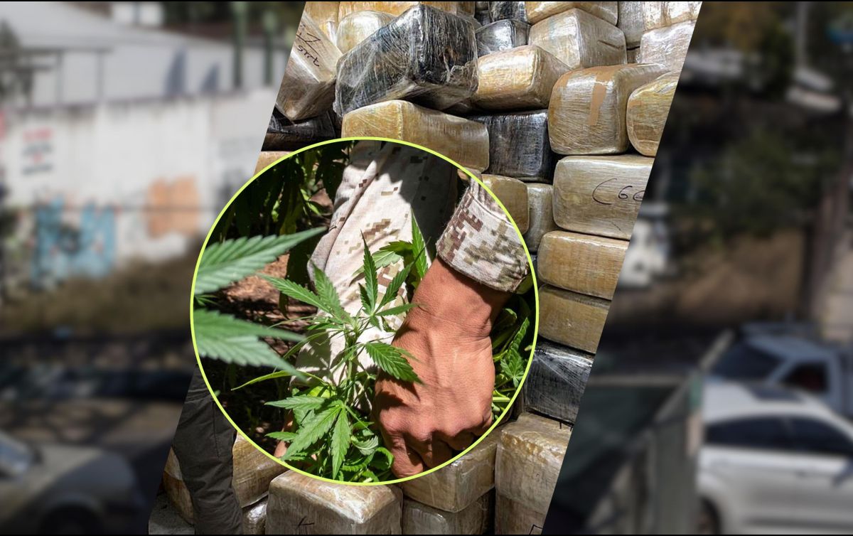 Además de la marihuana, se detuvieron a 4 hombres que conformaban una célula delictiva. EL INFORMADOR / NTX / AFP / ARCHIVO