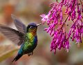 Preparar néctar casero para colibríes es una práctica sencilla que no solo ayuda a estas aves a obtener energía, sino que también permite disfrutar de su presencia de manera segura y responsable. CANVA