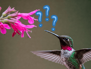 Aquí te decimos cuáles son las flores apropiadas para colocar en tu jardín. ESPECIAL / CANVA