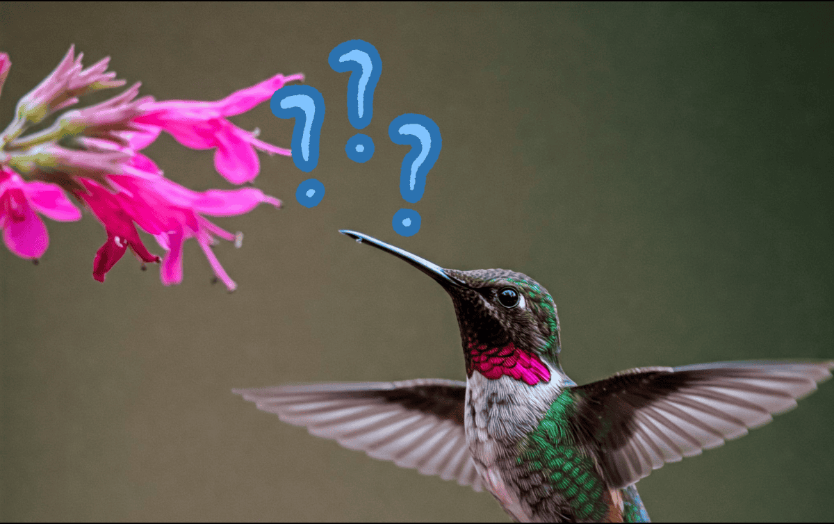 Aquí te decimos cuáles son las flores apropiadas para colocar en tu jardín. ESPECIAL / CANVA