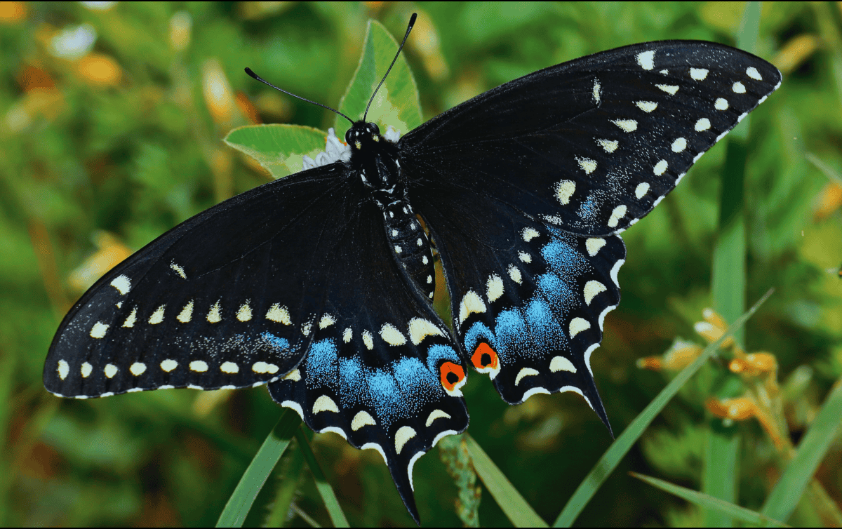 Si una mariposa negra entra a la casa, lejos de caer en el temor o la superstición, hay que mantener el sosiego, pues se trata de un ser inofensivo. ESPECIAL