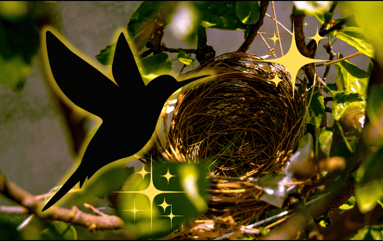 En muchas culturas, el hecho de que un ave anide en tu hogar es visto como un presagio positivo. ESPECIAL/Unplash