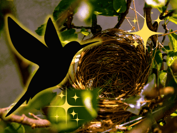 En muchas culturas, el hecho de que un ave anide en tu hogar es visto como un presagio positivo. ESPECIAL/Unplash