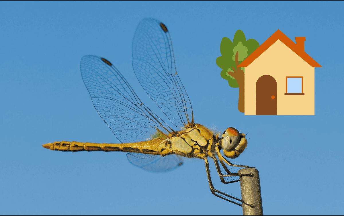 En el plano espiritual, la libélula se asocia con el mundo de los sueños y lo intangible.  CANVA