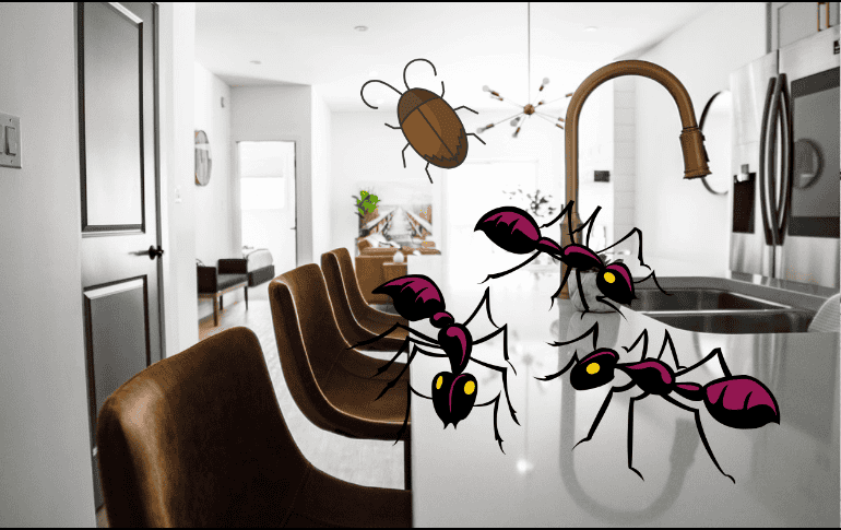 La principal acción contra las plagas siempre será la prevención a través de la higiene, manteniendo una rutina de limpieza y orden. ESPECIAL