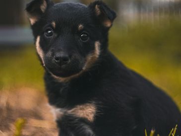 Te compartimos los nombres caninos que más se repiten este año, perfecta para inspirarte si estás buscando el apodo ideal para tu nuevo compañero peludo. Unsplash