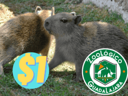 El precio habitual del paquete Guadazoo es de 130 pesos para adultos y 90 pesos para niños. ESPECIAL/Zoológico Guadalajara