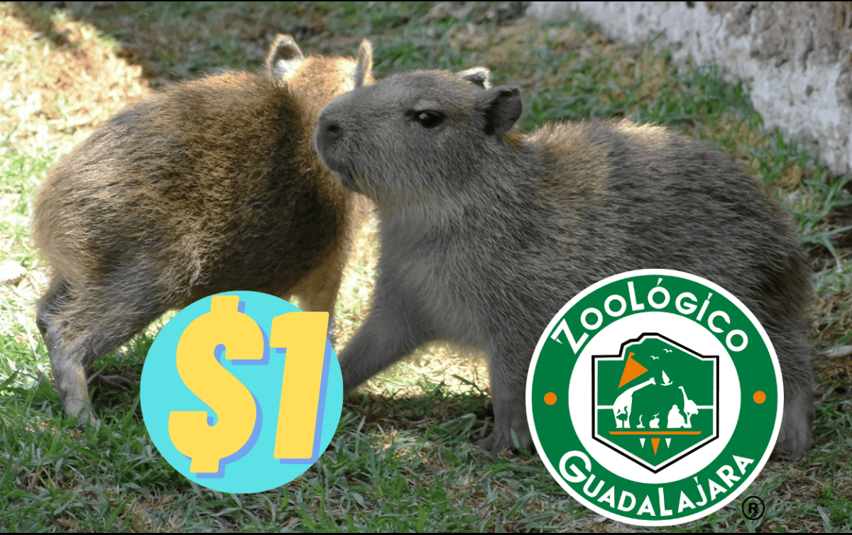 El precio habitual del paquete Guadazoo es de 130 pesos para adultos y 90 pesos para niños. ESPECIAL/Zoológico Guadalajara