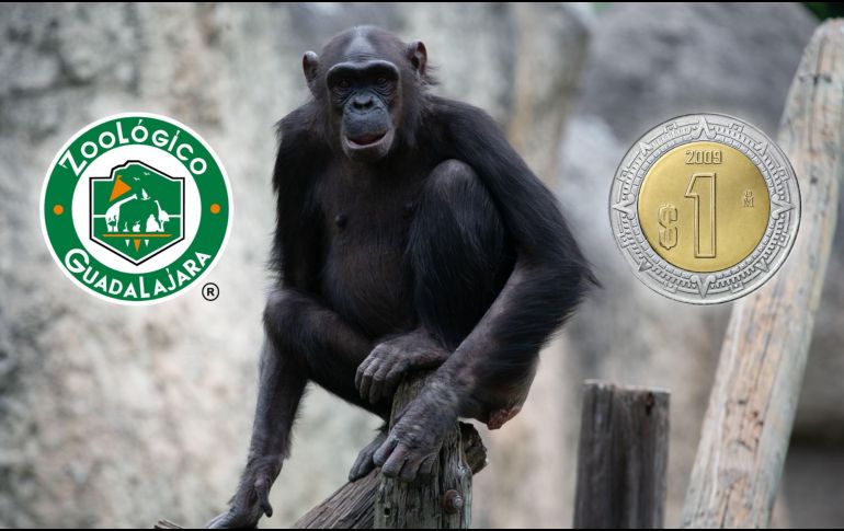 Toma en cuenta que la promoción de un peso por entrada al Zoológico de Guadalajara será  válida del sábado 11 al domingo 26 de octubre de este 2025. EL INFORMADOR / ARCHIVO
