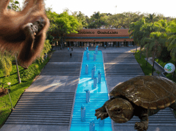 El caso más reciente es el del pasado mes de agosto, cuando el Zoológico Guadalajara reprodujo por primera vez bajo cuidado de profesionales un ejemplar de la tortuga conocida como 'Casquito'. ESPECIAL/ EL INFORMADOR/ ARCHIVO/ FACEBOOK/ Zoológico Guadalajara  