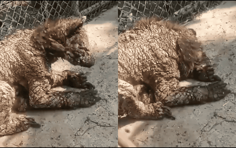 Ante la polémica por el video de una osa visiblemente decaída en sus instalaciones, el zoológico La Pastora emitió un comunicado. ESPECIAL/Facebook @Cristina Marmolejo