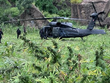 En total, se contabilizaron cerca de 35 mil 200 plantas de supuesta marihuana, con una altura de cerca de 1.8 metros. CORTESÍA/SSE