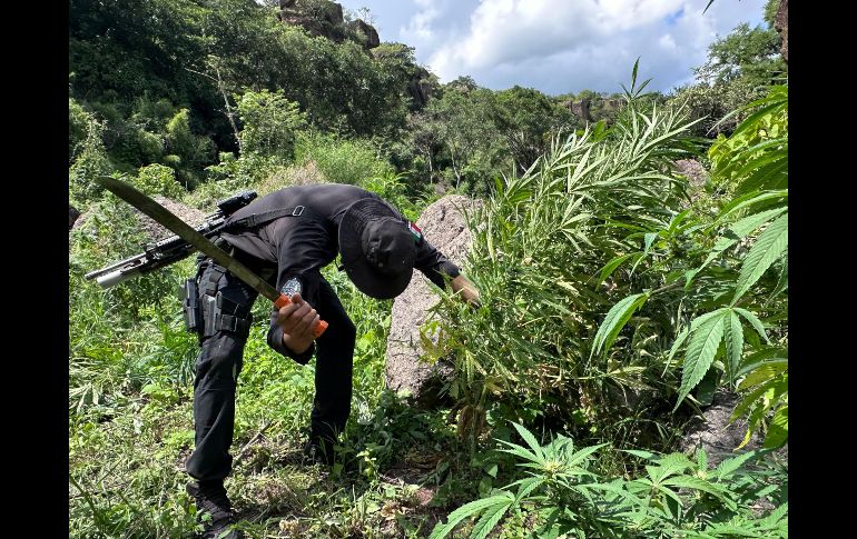 En total, se contabilizaron cerca de 35 mil 200 plantas de supuesta marihuana, con una altura de cerca de 1.8 metros. CORTESÍA/SSE