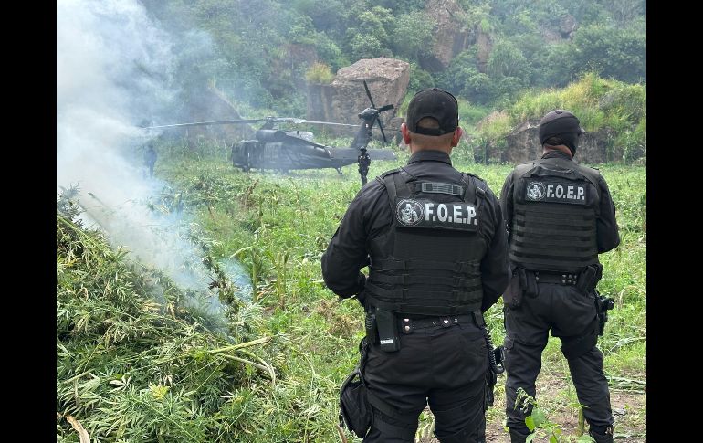 En total, se contabilizaron cerca de 35 mil 200 plantas de supuesta marihuana, con una altura de cerca de 1.8 metros. CORTESÍA/SSE