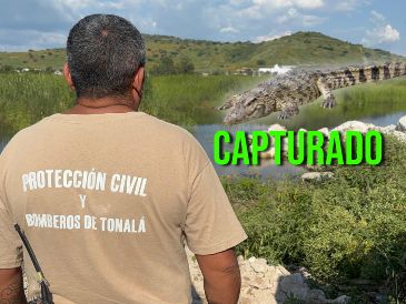 La Unasam se hará cargo del cocodrilo "Pepe" y de su valoración, así como del traslado a una segura en la que pueda disfrutar del hábitat. ESPECIAL / FACEBOOK Coordinación de Seguridad y Emergencias de Tonalá