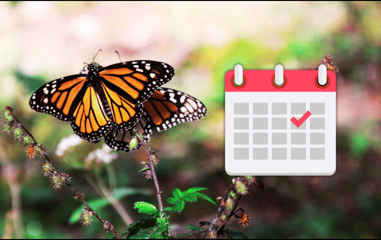 La mariposa monarca es considerada un símbolo de transformación, resiliencia y continuidad. NTX / ARCHIVO