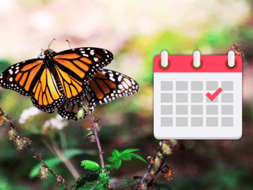 La mariposa monarca es considerada un símbolo de transformación, resiliencia y continuidad. NTX / ARCHIVO