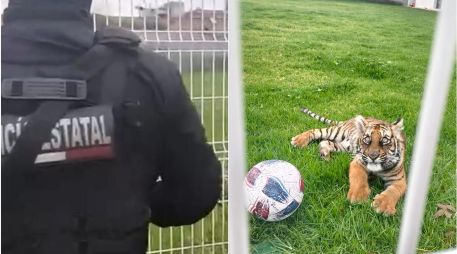 Las sanciones por comerciar con animales protegidos pueden ir desde uno a nueve años de prisión. ESPECIAL