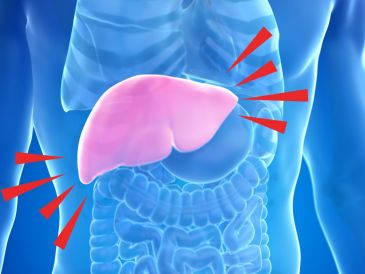 El hígado graso es, en realidad, una advertencia temprana del cuerpo sobre un desequilibrio metabólico general. Detectarlo a tiempo brinda la oportunidad de actuar antes de que aparezcan enfermedades más graves. CANVA