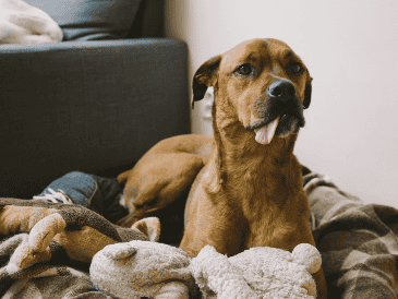 Dormir con tu perro puede ser una experiencia tierna y reconfortante, pero también puede convertirse en un riesgo. Unsplash