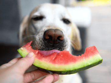 Las frutas pueden ser un excelente premio natural y una forma de aportar variedad a la alimentación de tu mascota. CANVA