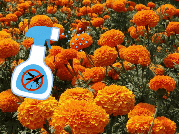 Esta preparación es económica y sostenible, ya que permite aprovechar flores que se usan tradicionalmente en decoraciones y ofrendas. CANVA