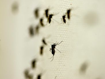 La Secretaría de Salud desplegó más de 1,100 brigadistas en las zonas con mayor riesgo, quienes trabajan en la eliminación de criaderos, fumigación, control larvario y promoción de medidas de autocuidado. NTX / ARCHIVO