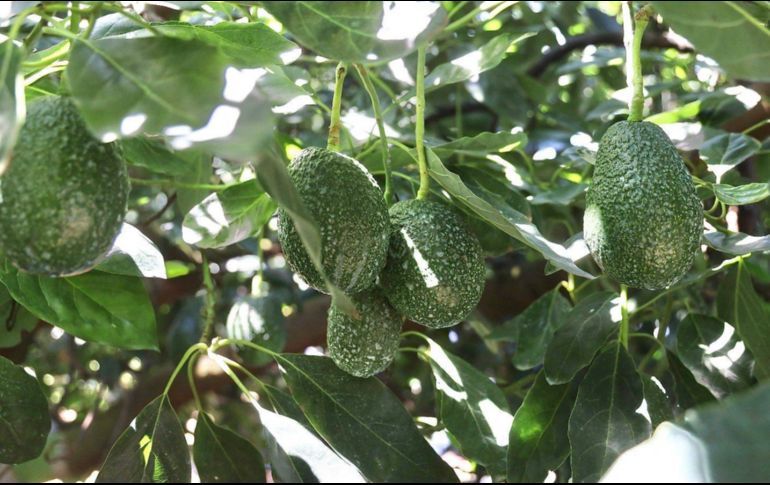 La Secretaría de Agricultura y Desarrollo Rural Federal, (SADER), declaró a tres municipios y una zona agroecológica en Jalisco, como zona libre de Plagas de Barrenadores de Hueso del Aguacate. CORTESÍA