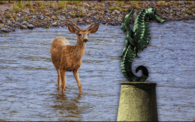 Muchos usuarios, incluso, pidieron que el animal fuera rescatado y reubicado para evitar un encuentro fatal con un reptil en Puerto Vallarta. ESPECIAL / CANVA